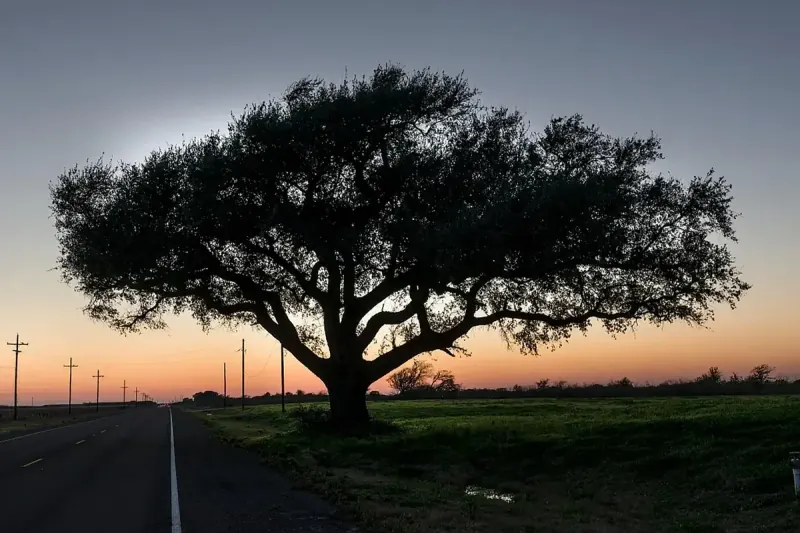 Two-lane country road beside a large live oak at sunset