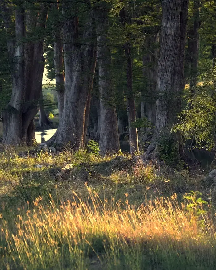 Low sun across tall grass under cypress trees by a Hill Country creek